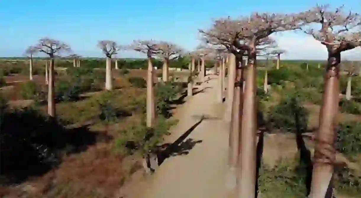 The Avenue of Baobabs are located in Morondava, Madagascar