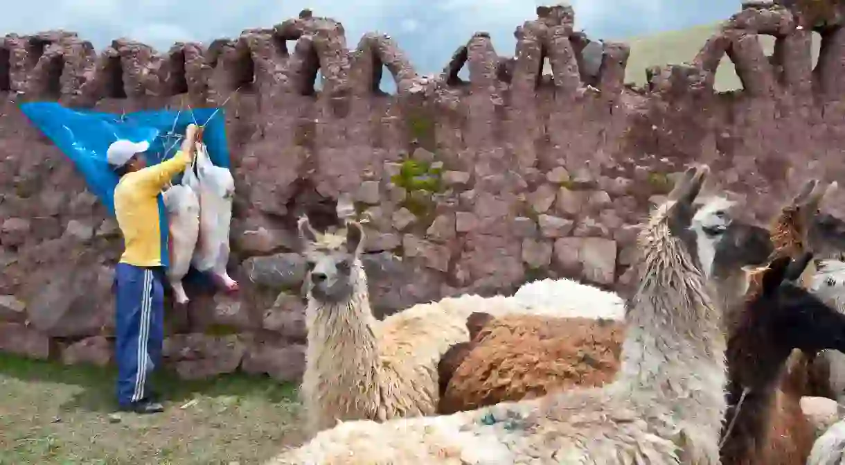 Llamas are farmed for their wool and meat