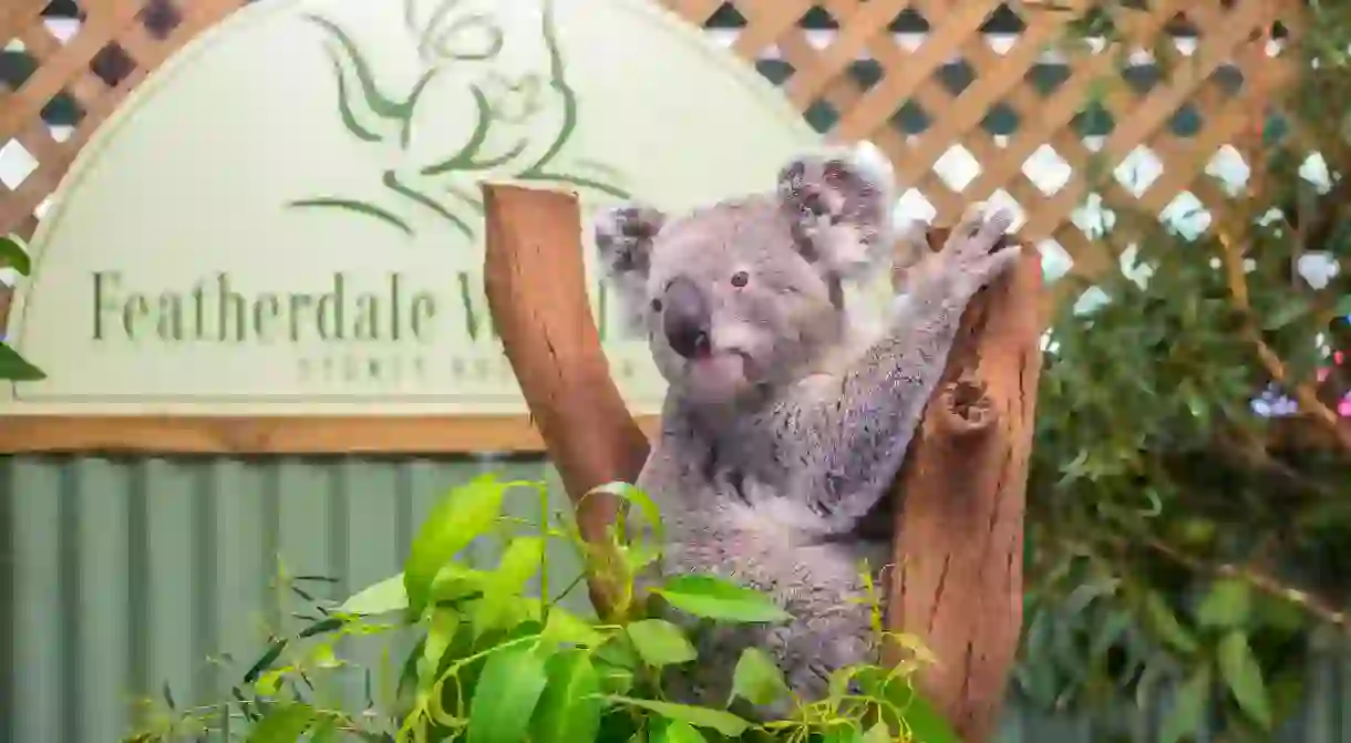 See koalas up close, taste food from around the world, hike some mountains or take ride down a water park slide, all in Sydneys western suburbs