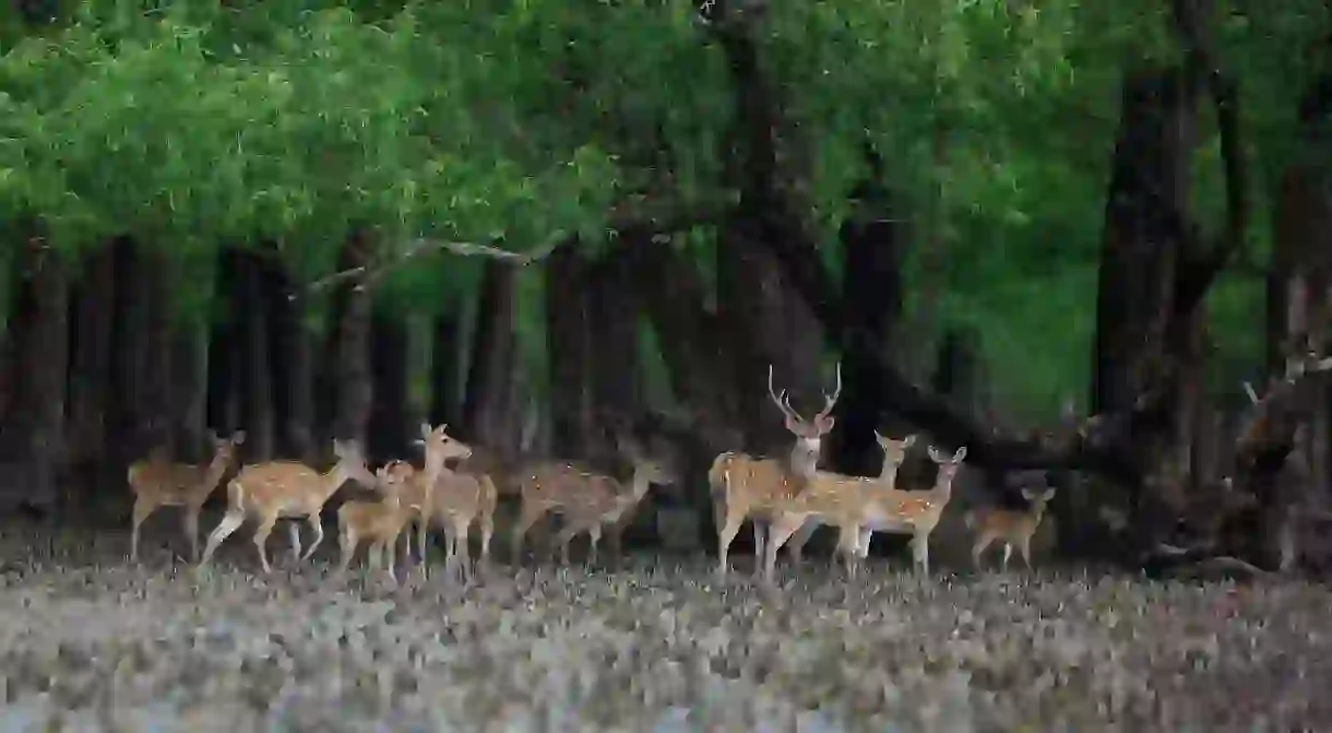 The Sundarbans West Wildlife Sanctuary in Bangladesh is home to a wide diversity of fauna