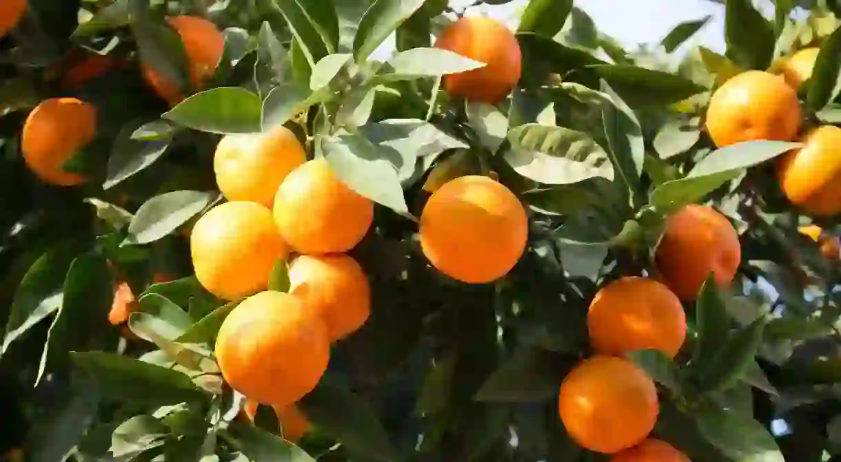 Orange tree with fruits