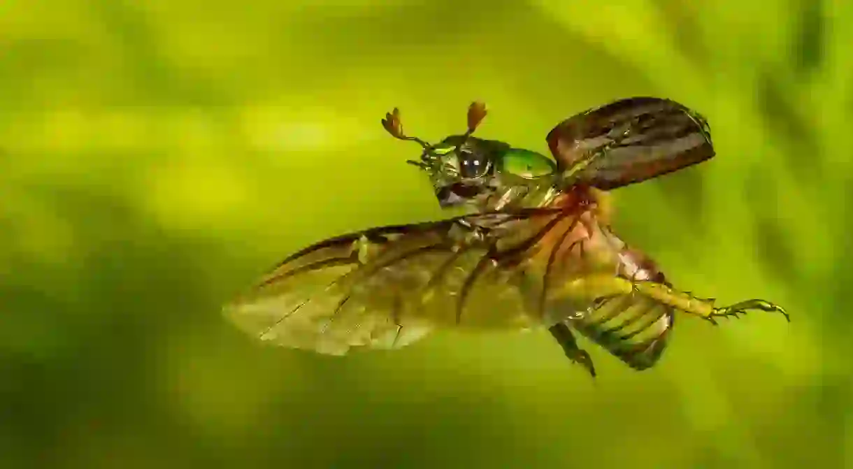 Shiny scarab beetles are a sight to behold