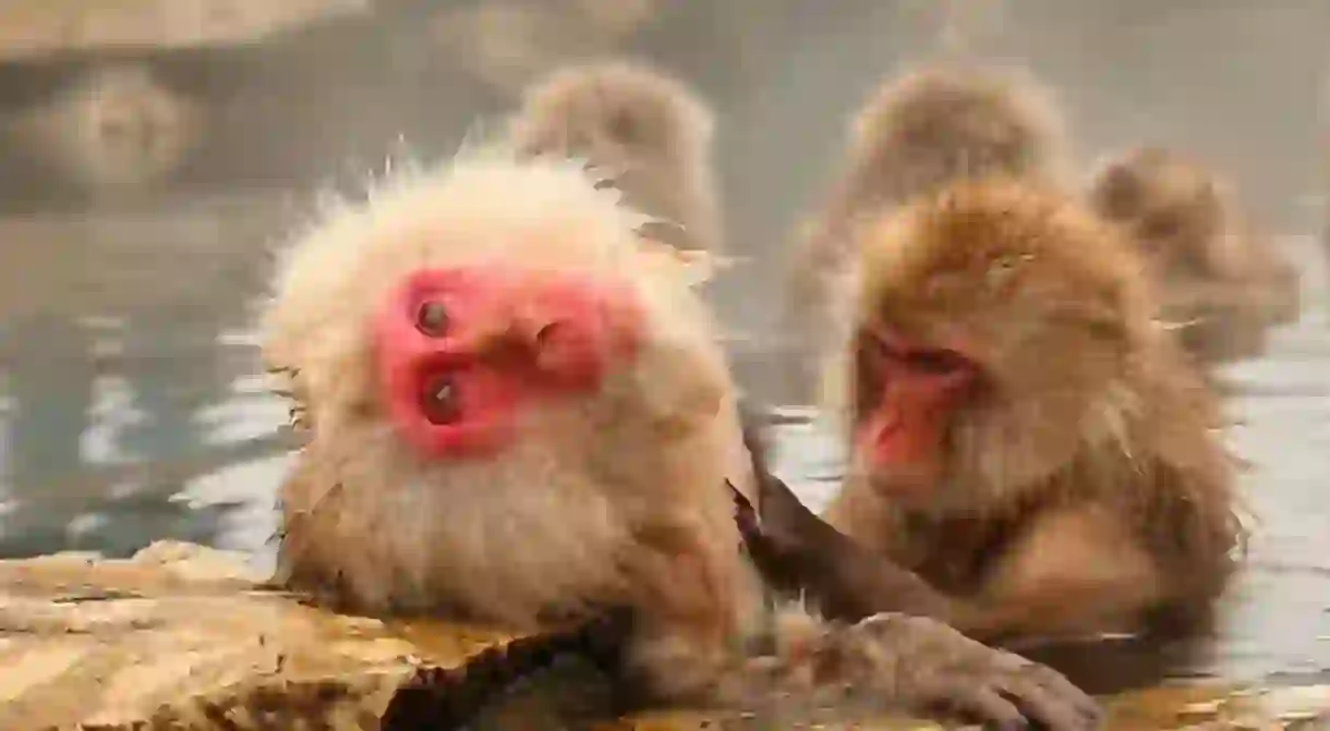 When the cold really bites, one group of macaques does what any sensible person would do – they hop in a bath to warm up, using a local onsen