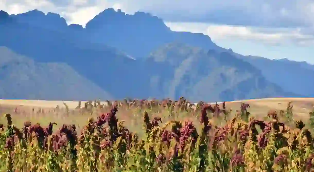 Kiwicha flowers grow in Peru, producing a superfood