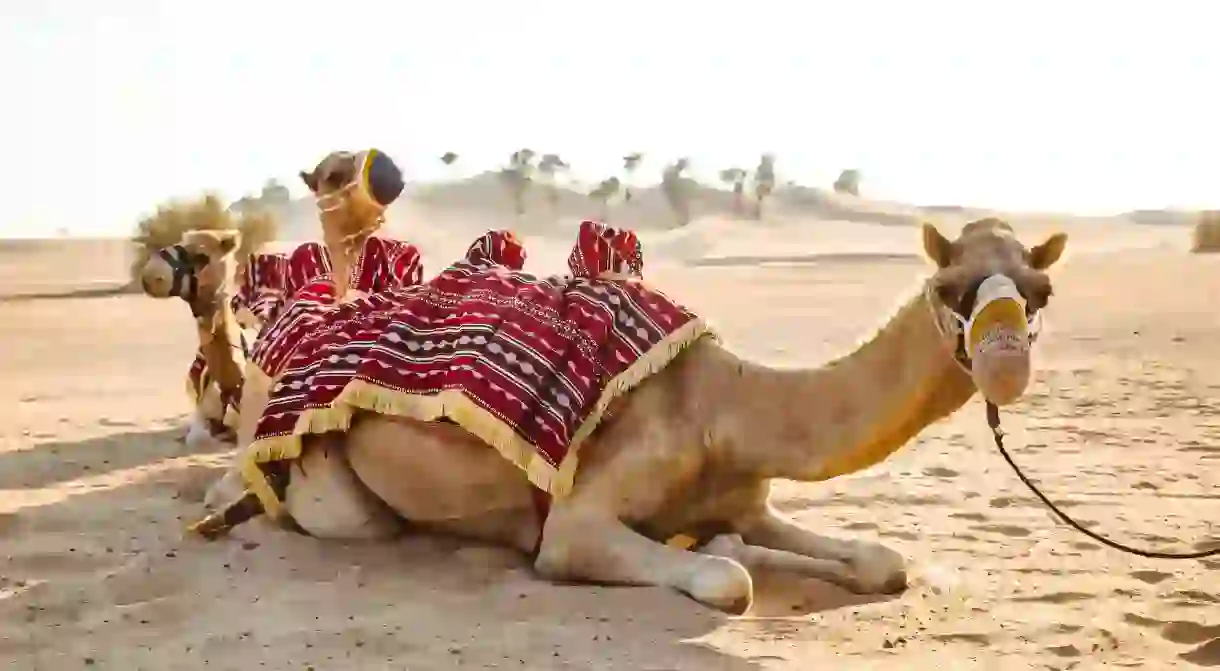 Camels resting on the desert sand, Abu Dhabi