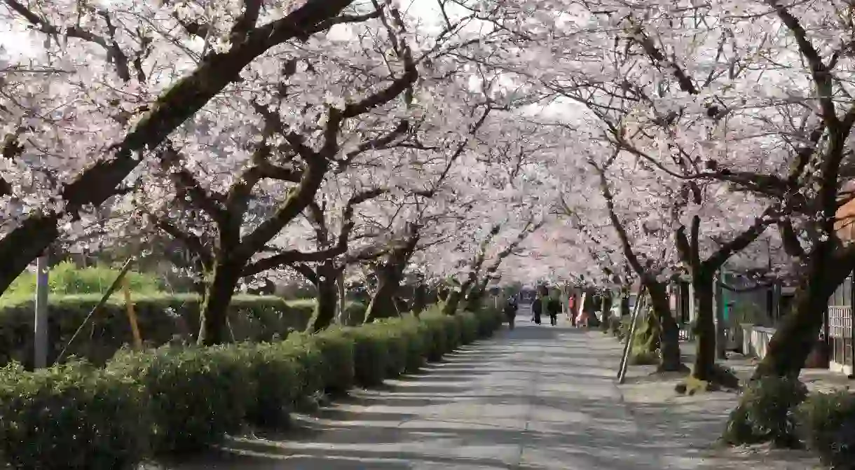 The cherry blossoms of Akizuki Sugi-no-baba are beautiful in spring