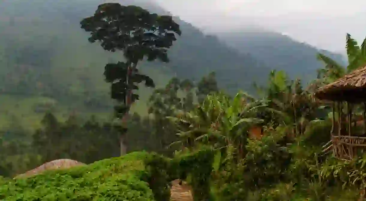 Bwindi Impenetrable Forest