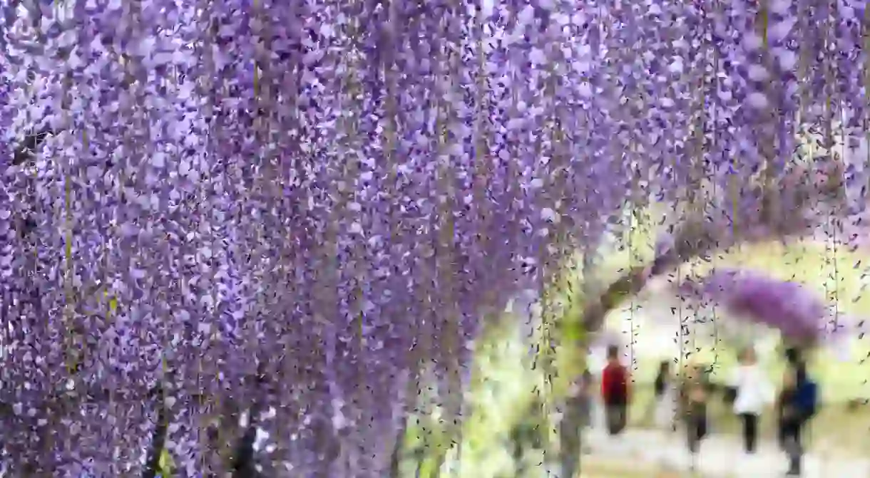 Wisteria garden in Kawachi Japan