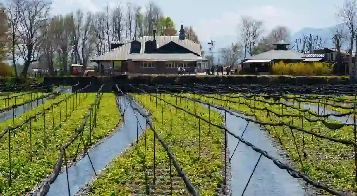 Matsumoto is surrounded by the majestic Hotaka Mountains and boasts the oldest castle in Japan