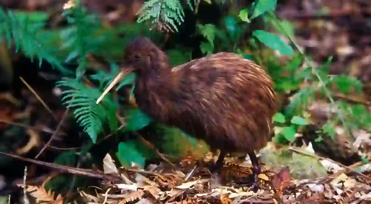 Follow our tips on how to spot the kiwi, the flightless native bird of New Zealand and its national symbol