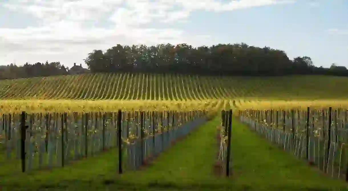 Wine consumption may have gone up during lockdown, but with bars and restaurants closed, wineries such as Denbies Wine Estate, in Surrey, are suffering