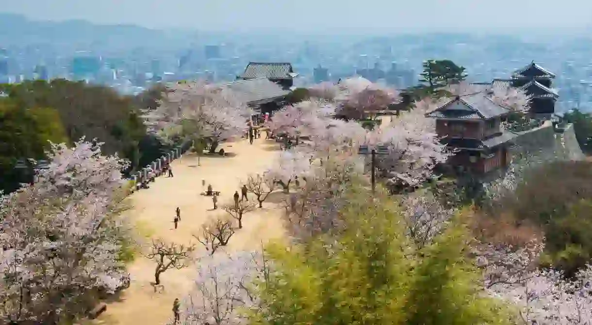 Cherry blossom and the Matsuyama Castle, Shikoku, Japan