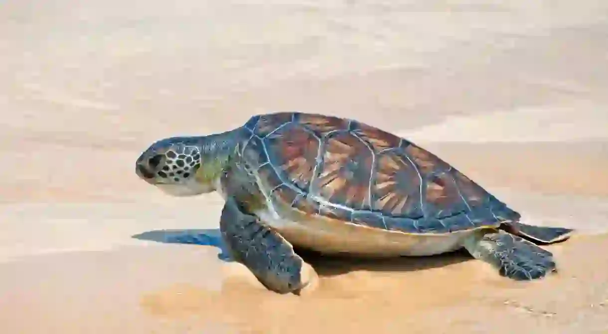 Sea turtles are building more beach nests than usual thanks to the decrease in tourist numbers