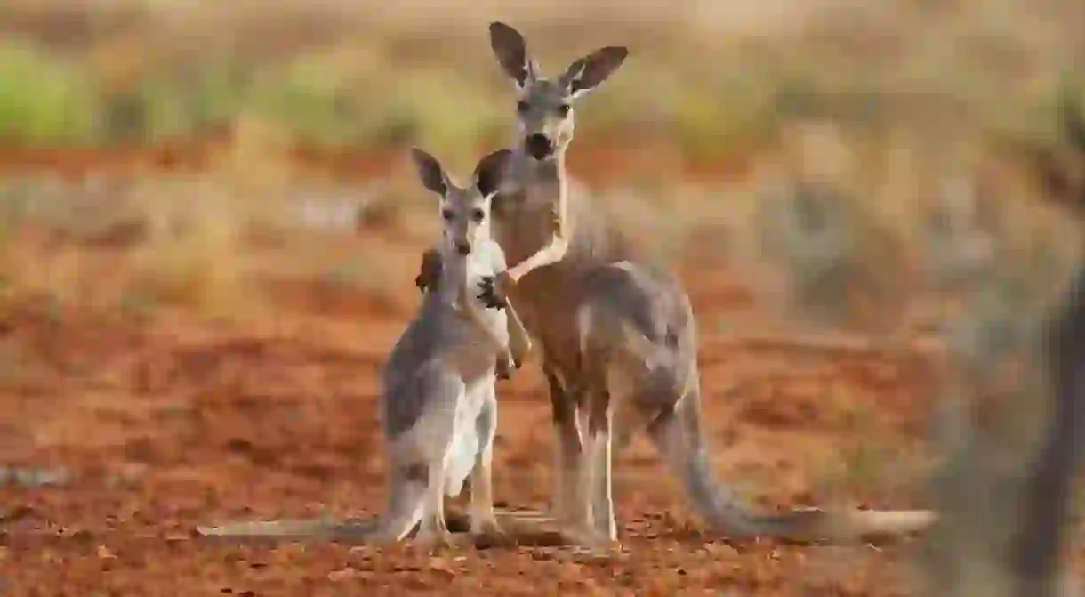 A female red kangaroo holds her juvenile joey while he reaches up for her