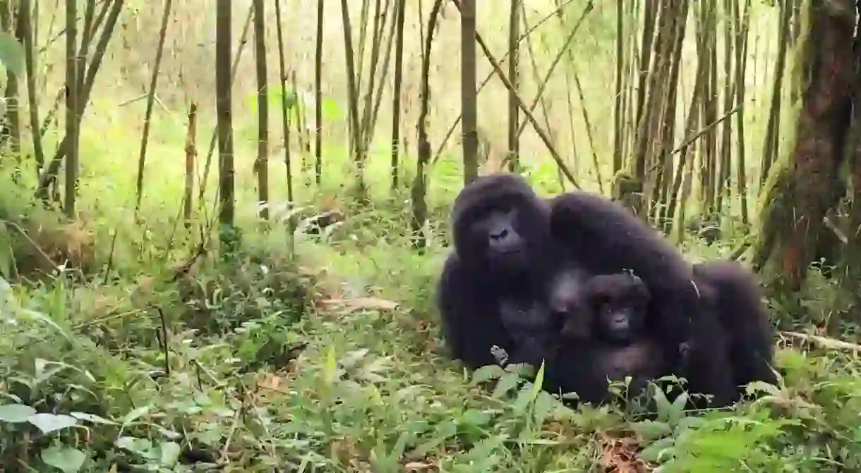 Mom And Baby Gorilla Resting In Volcanoes National Park, Rwanda