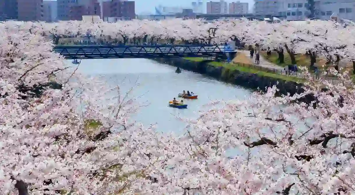 In spring, cherry blossoms in bloom are a popular sight in Hakodate, Japan