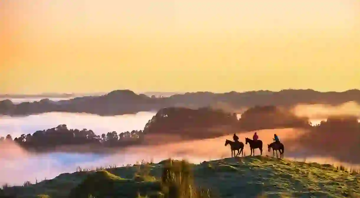 Dwindling in numbers, the whio are treasured by the Māori