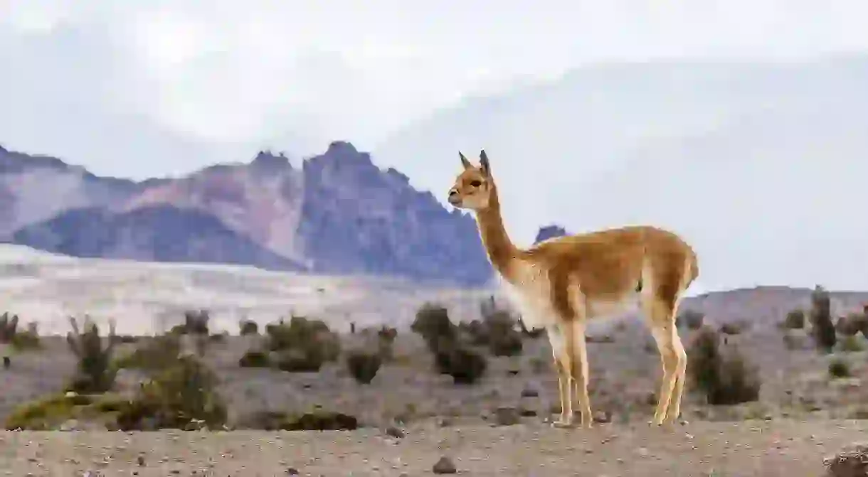 Discover some incredible wildlife on the Galapagos Islands and mainland Ecuador, like this grazing Vicuna in the Andean moors of the Chimborazo