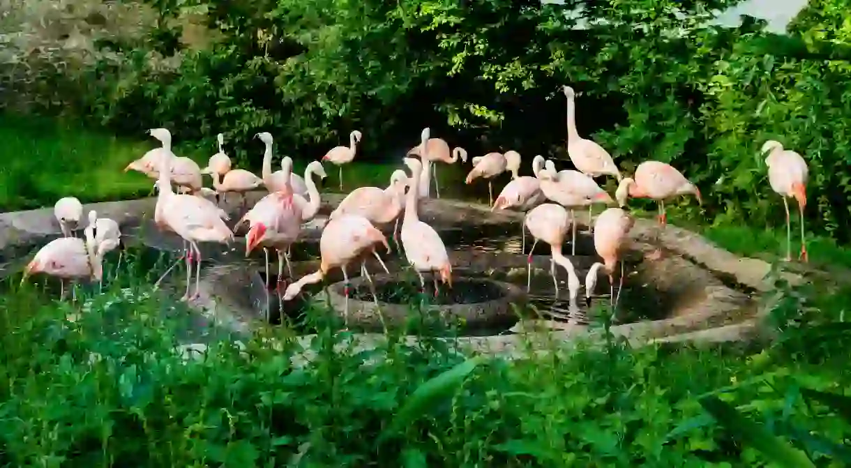 Wading birds, Chilean flamingoes in pond at Edinburgh Zoo, Scotland, UK