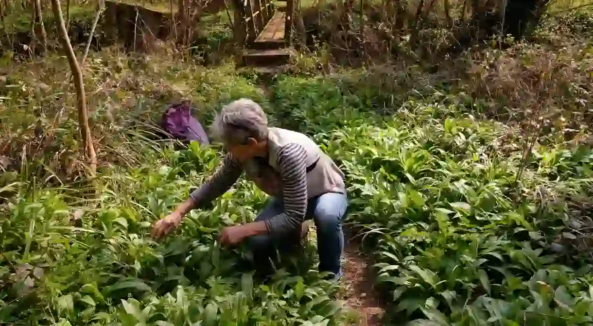 Foraging neednt be reserved for those living in the countryside