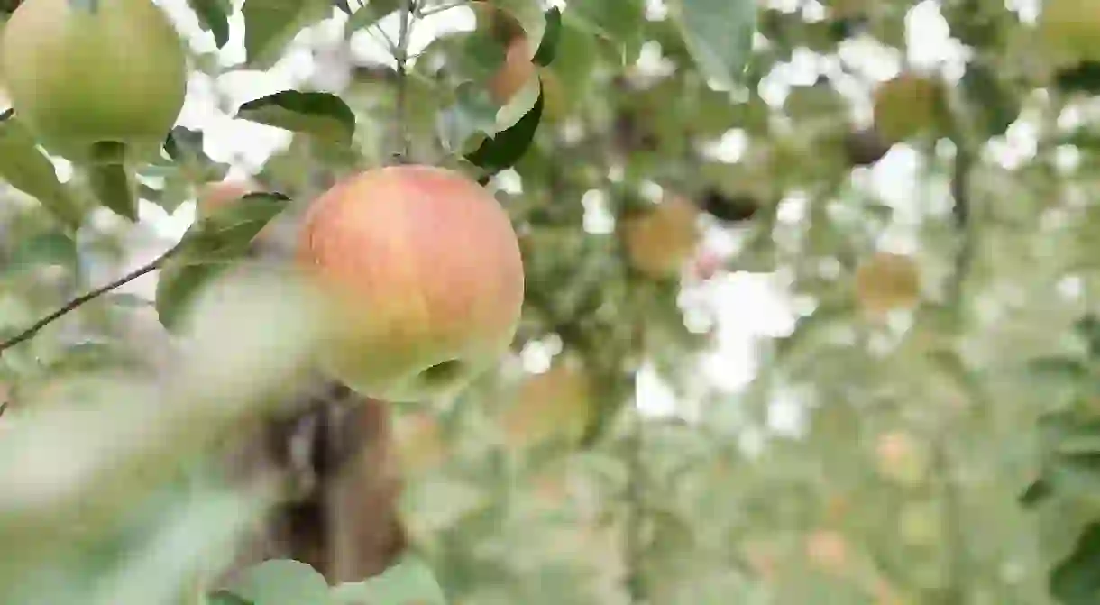 The increasing popularity of cider in Japan has seen Naganos apple harvest prosper