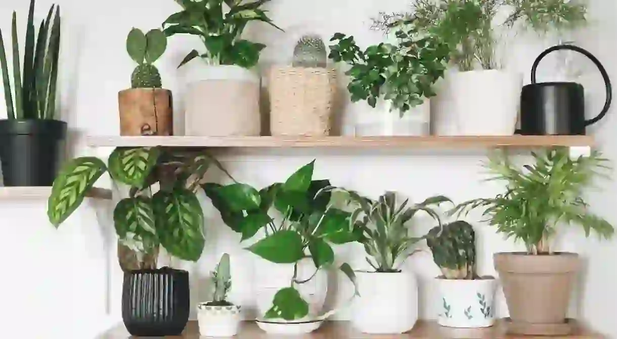 House plants not only add a splash of green to our homes, they also have many amazing health benefits