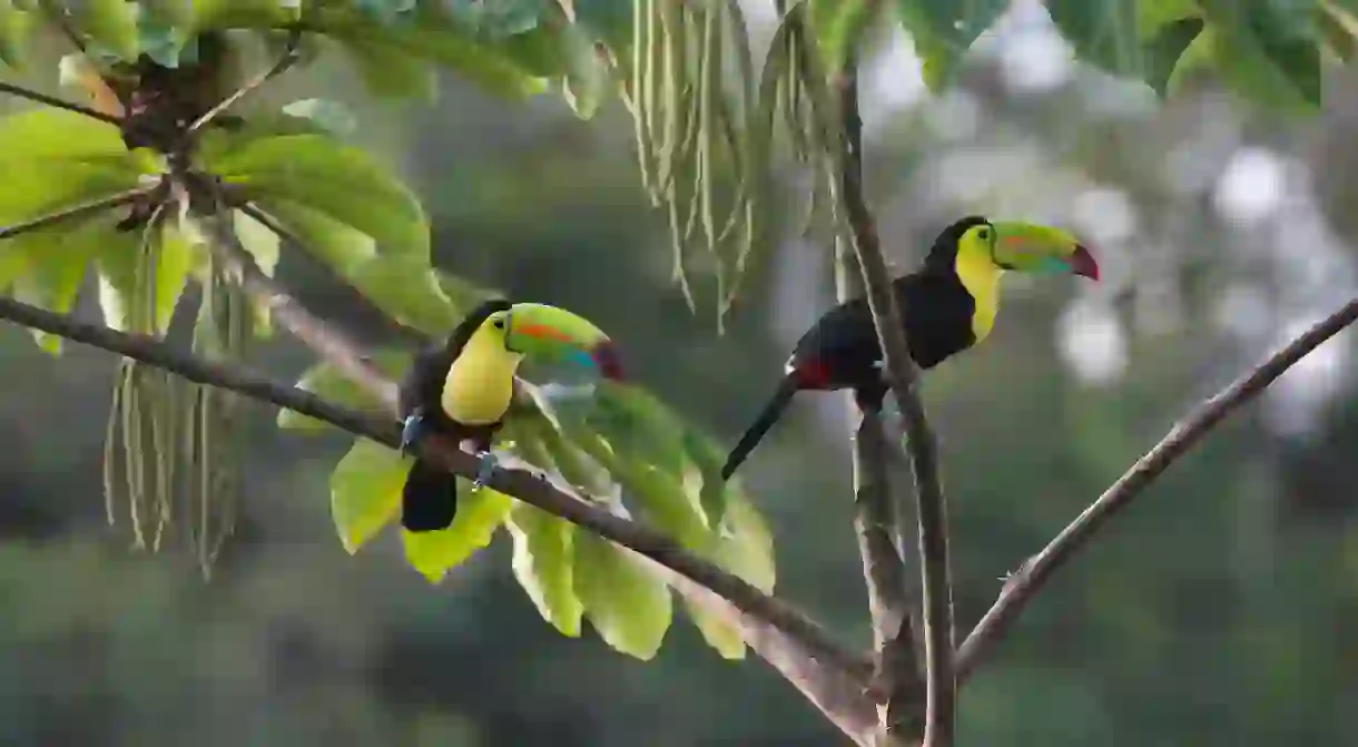 Keel-billed toucans are among Bocas del Toros special species