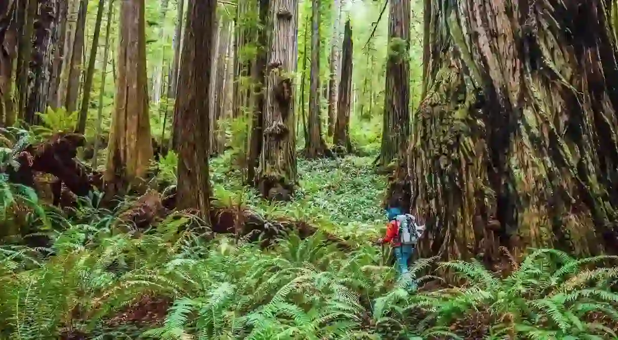 Redwoods National Park, California