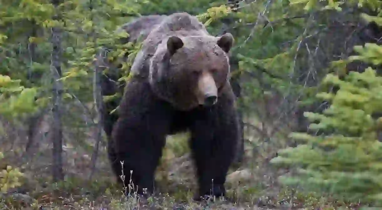 Otherwise known as Bear 122, the Boss has become a common site for visitors to Banff National Park