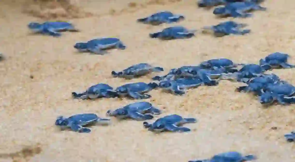 Watch hatchlings break out of their shells and into the sea in Malaysia