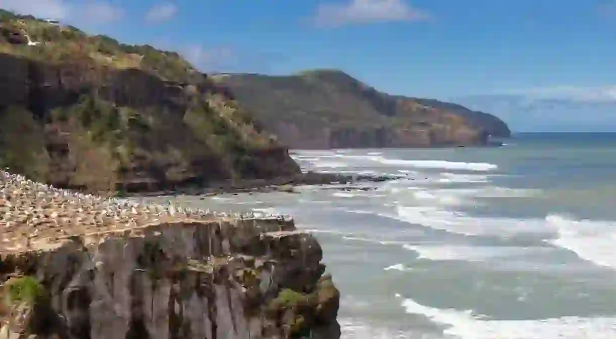 See one of the largest seabird colonies on the planet at Muriwai Beach