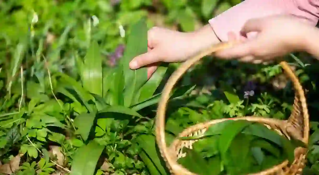 Woman harvesting leaves of fresh bear garlic in the forest