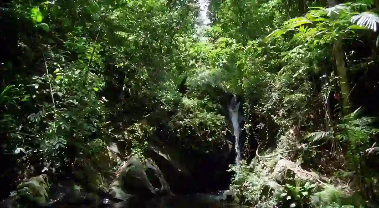 Go on a jungle adventure in the lush landscape of Belize