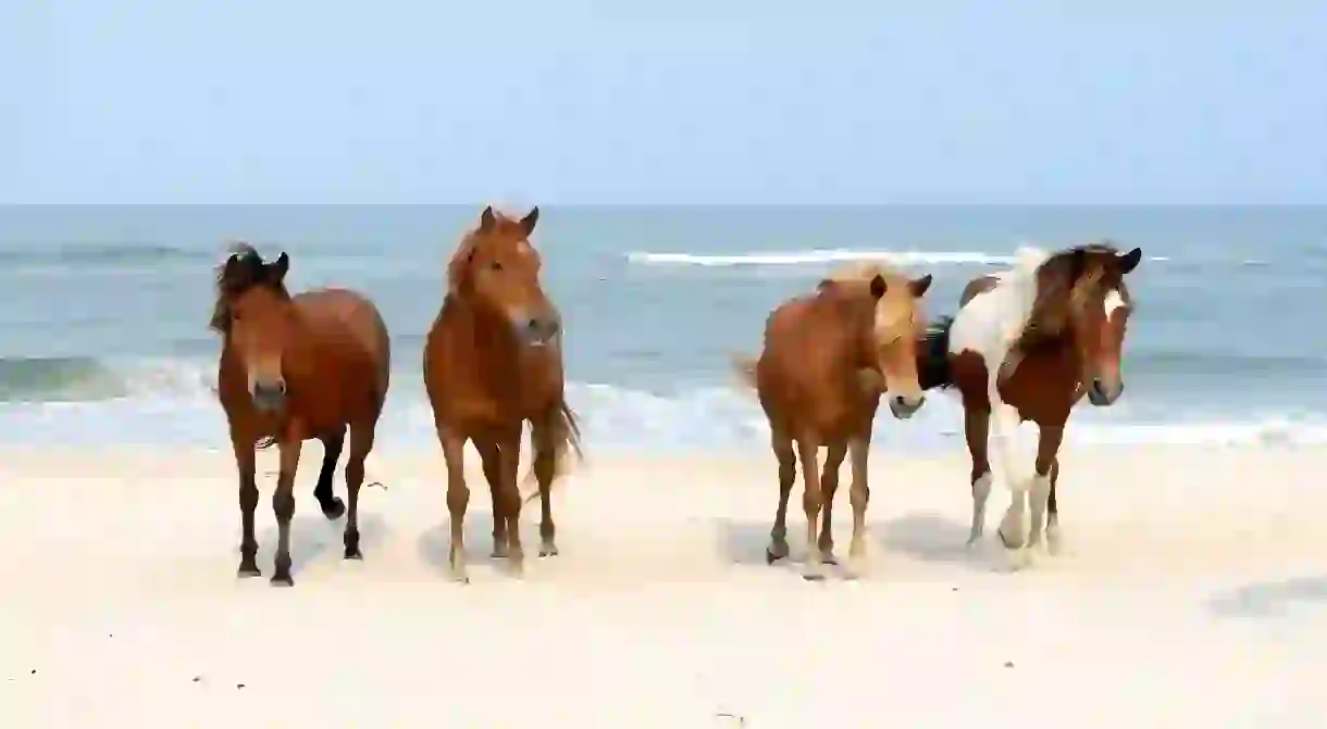 Assateague Island National Seashore is home to gorgeous wild horses