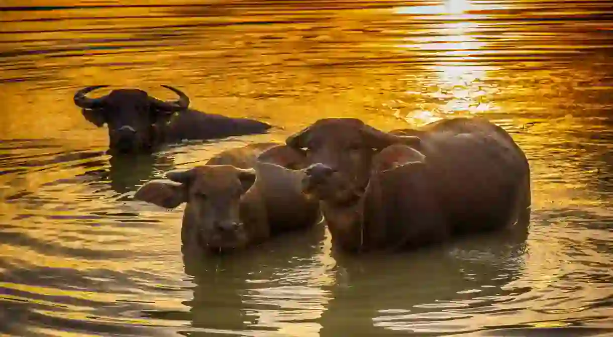 The domestic buffalo – just one way of getting back to nature outside Ho Chi Minh City