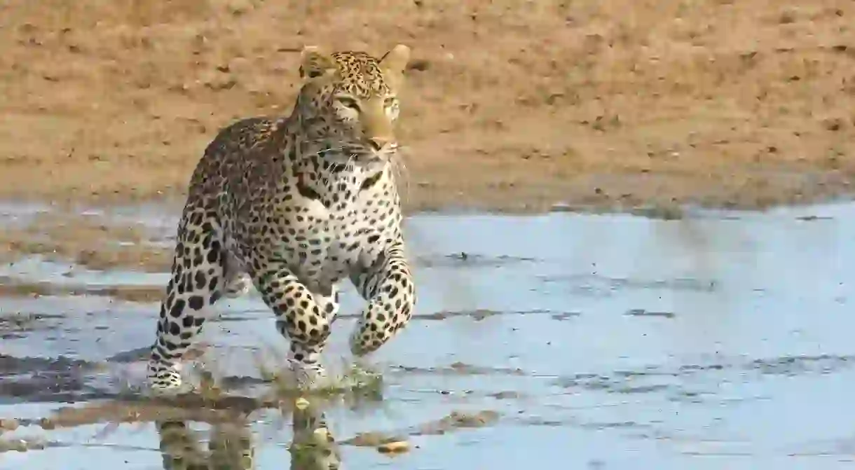 Leopard bounding across Mwagusi river in Ruaha National Park, Tanzania