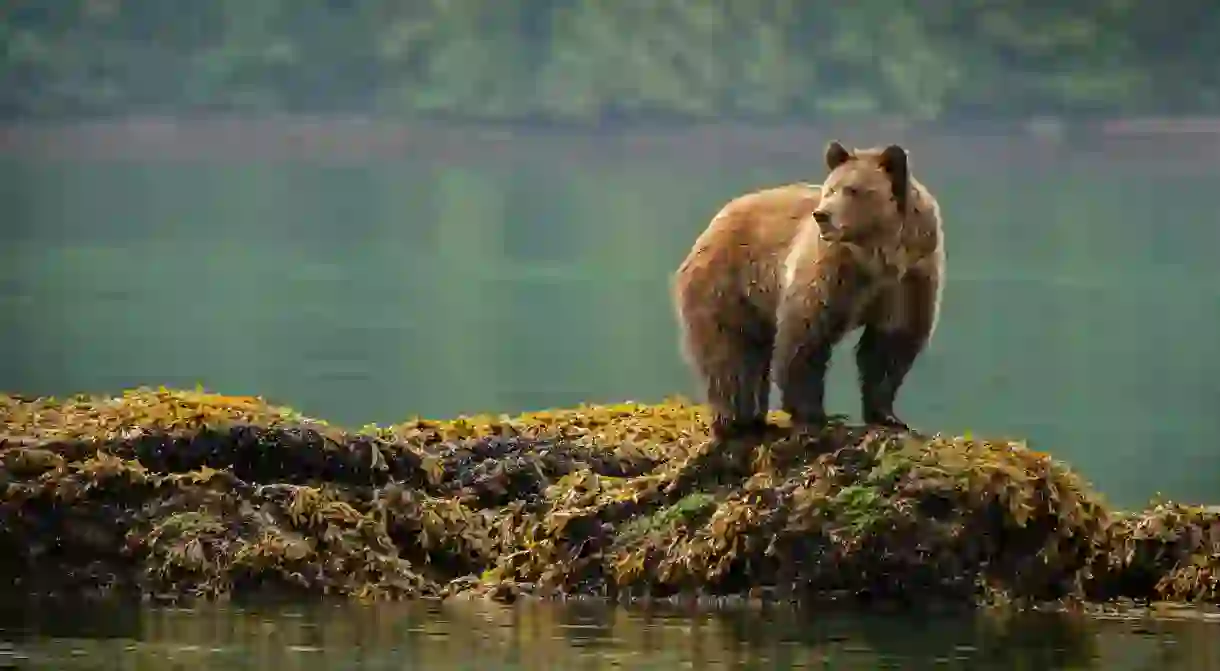 There are thousands of grizzly bears in British Columbia