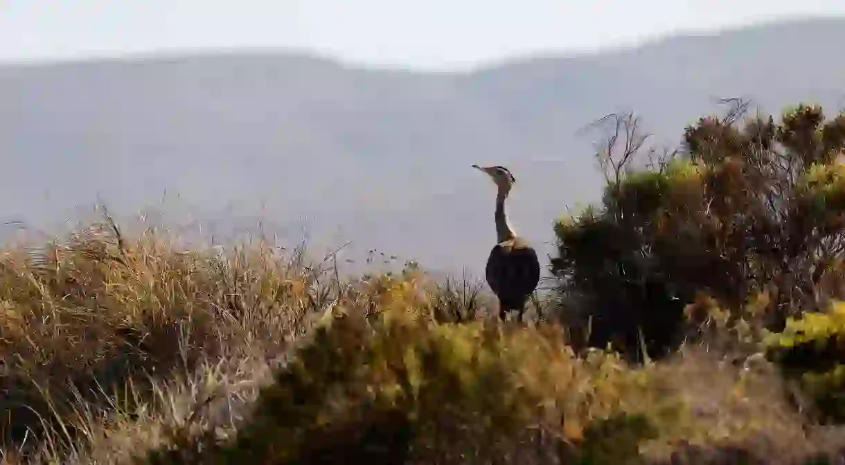 Australian bustards are among the threatened species that the new park is set to help