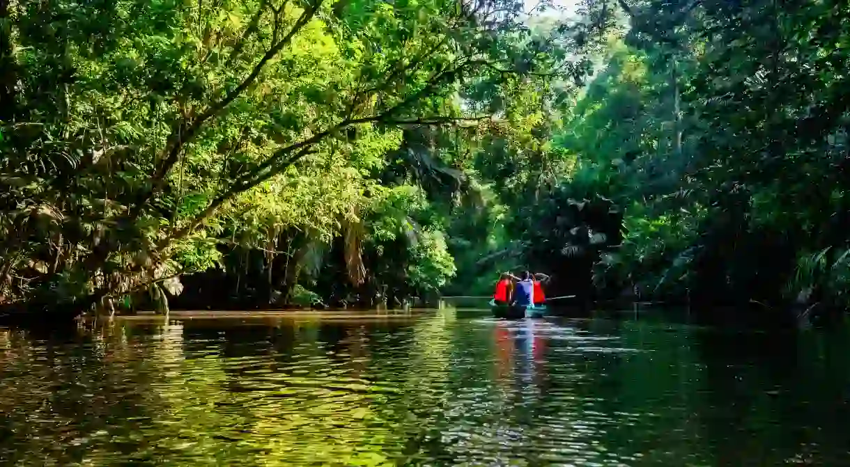 Take a canoe through the mangroves of Tortuguero to see unique flora and fauna