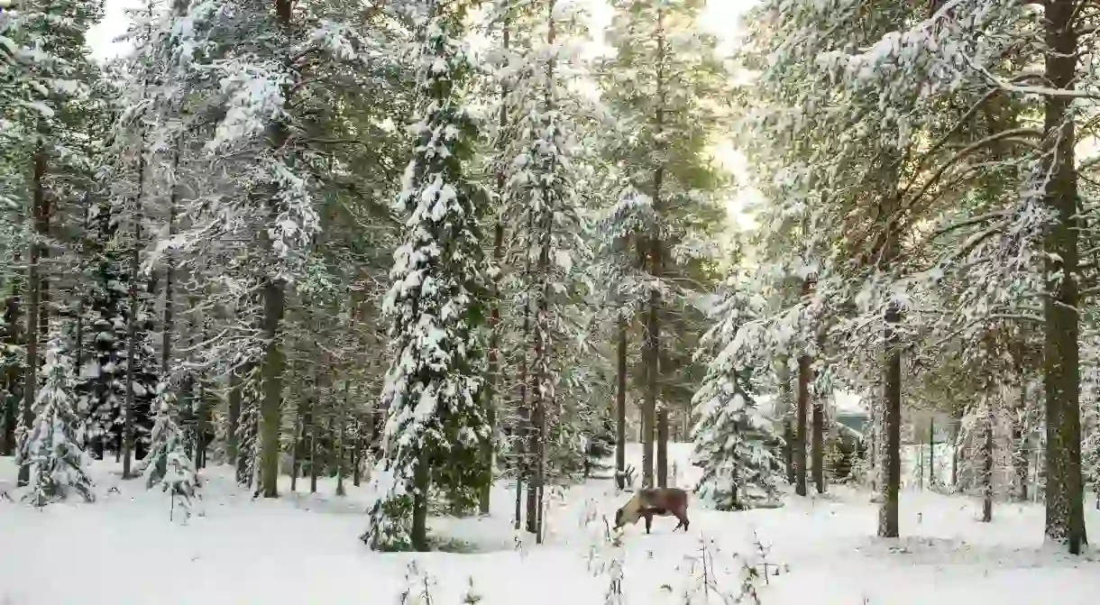 Beautiful Scenic View Of Snowy Forest With Tall Pine Trees And A Reindeer During Winter In Lapland Finland