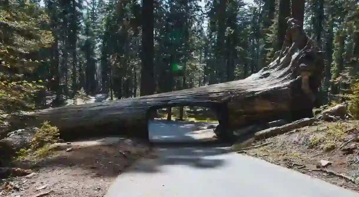 Camp under the tall trees at Sequoia National Park in California