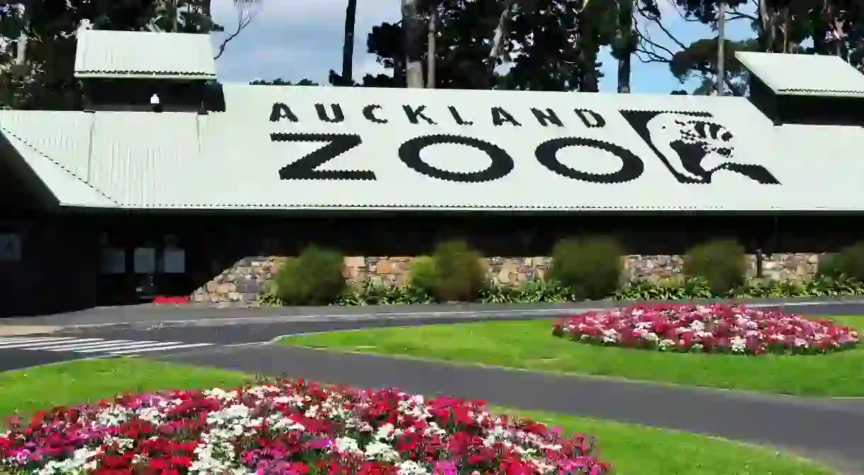 Children can go on a night safari and become junior zookeepers at Auckland Zoo