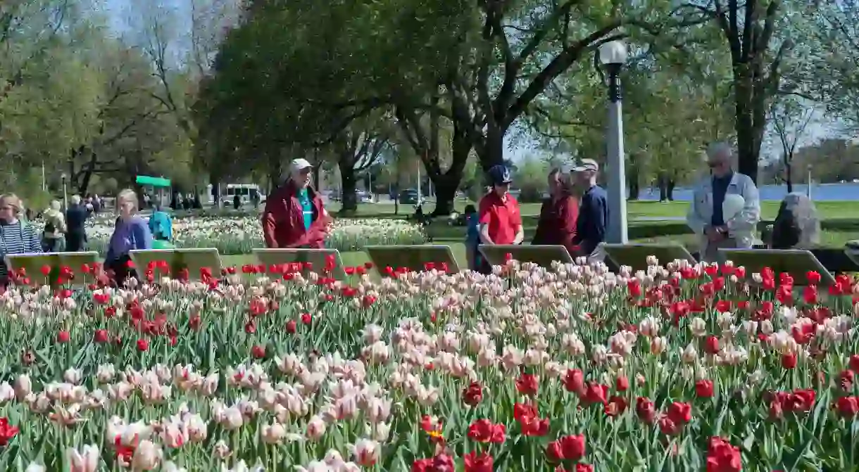 The famous Tulip festival fills the city with beautiful blooms every May