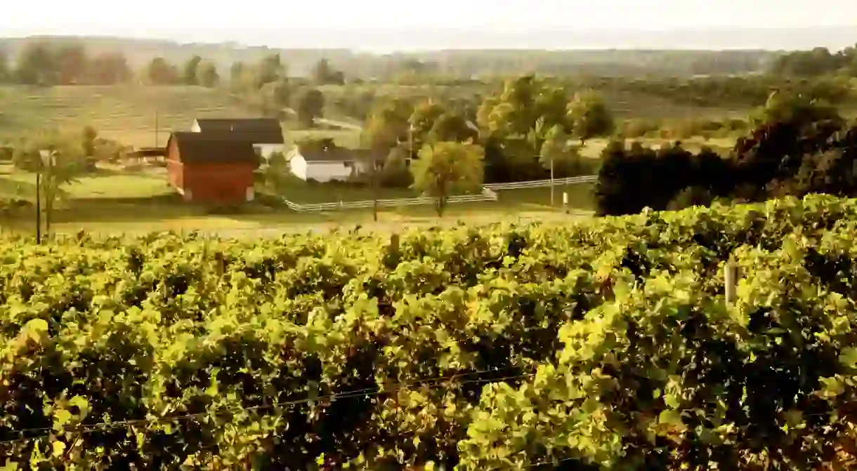 Chateau Chantal vineyards on the Old Mission Peninsula looking toward Grand Traverse Bay, Michigan, USA