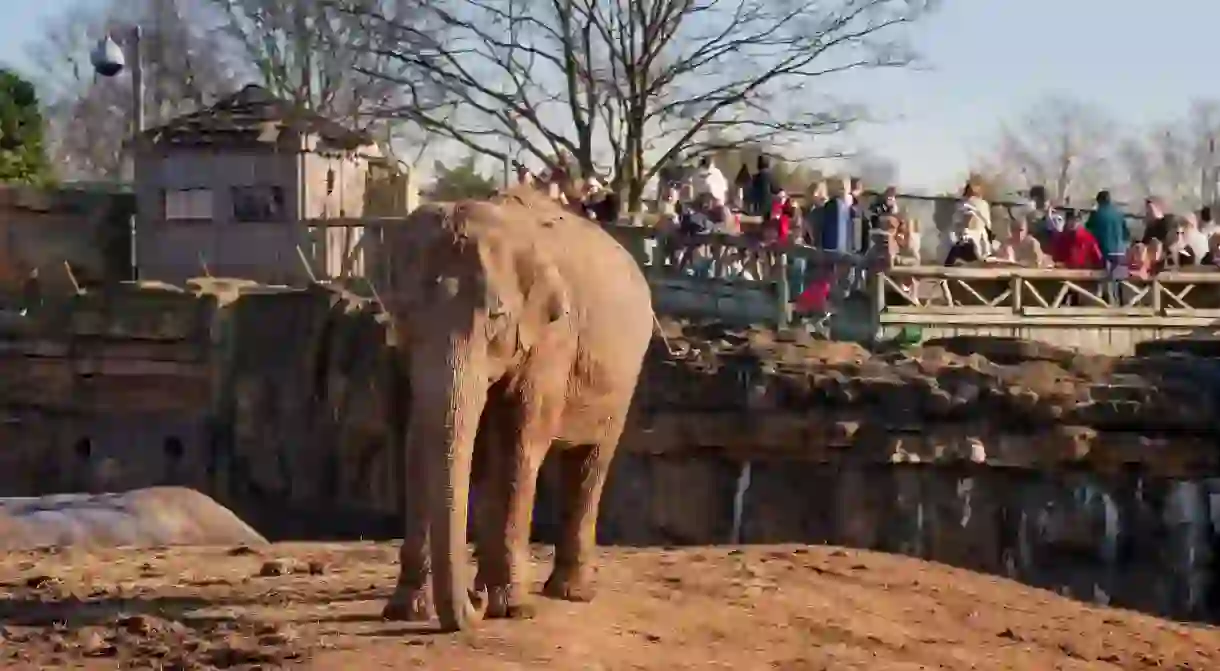 Your kids will love visiting the elephants at Chester Zoo – where they can help feed and muck out the animals