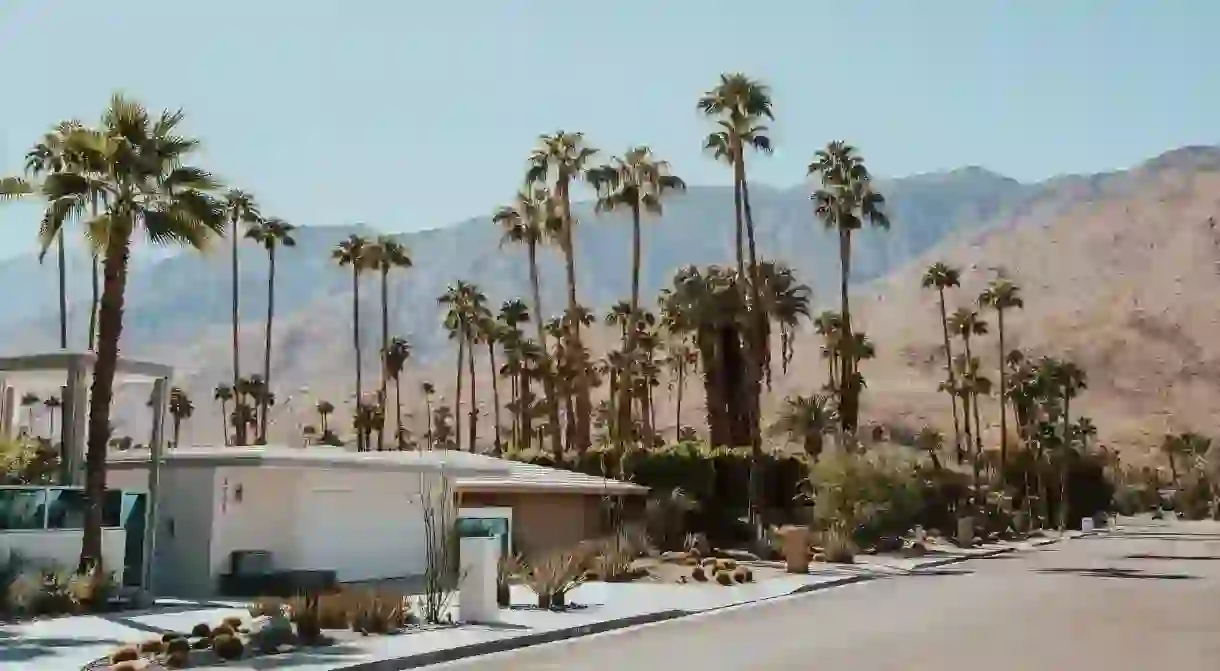 The palms of Palm Springs are enough to get you in the vacation mood