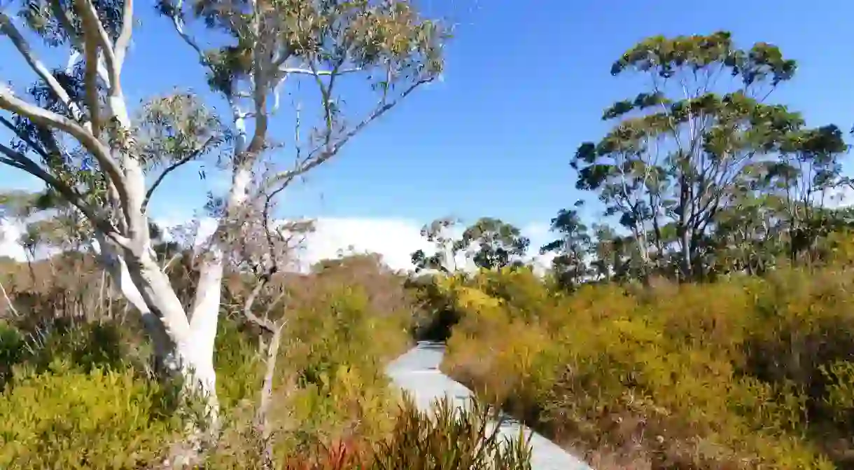 Dharawal National Park is home to beautiful flora and fauna