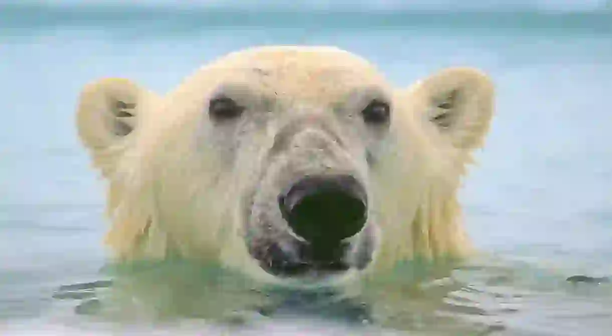 More people have landed on the moon than have come face to face with a polar bear in the water