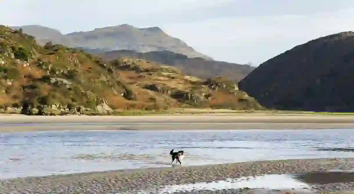 Dogs are welcome in Snowdonia National Park, but beware of fields with livestock in