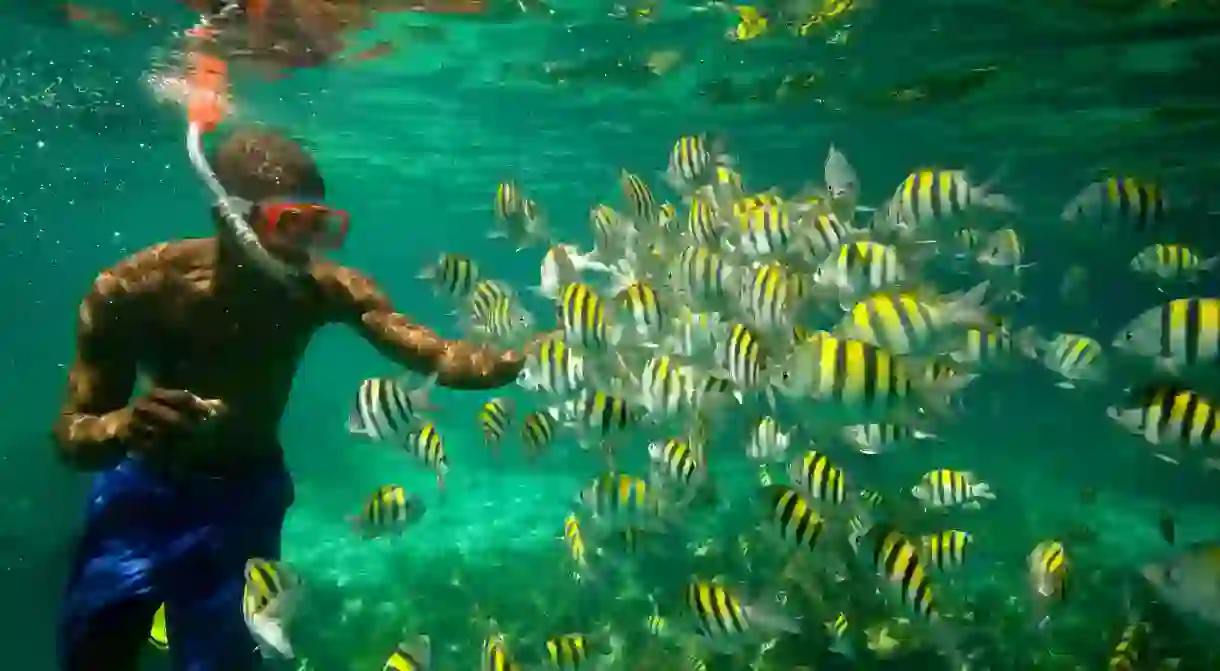 Snorkeling among sergeant major fish.